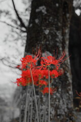 岐阜県池田町の下から見上げる彼岸花