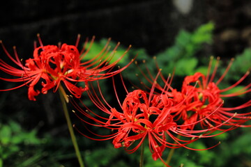 岐阜県池田町の３本の彼岸花