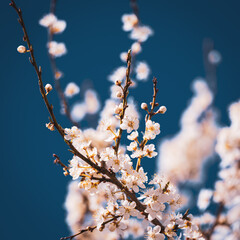 blooming cherry tree in spring
