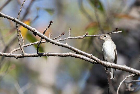 鳥と木の枝 昼間、木の枝にとまる赤、白、黒の鳥の写真 – Unsplashの鳥の