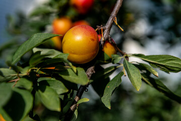 Ripe plums growing on tree branch in summer. Ripe greengage plums on tree branch in summer