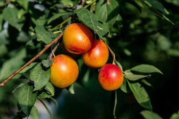 Ripe plums growing on tree branch in summer. Ripe greengage plums on tree branch in summer