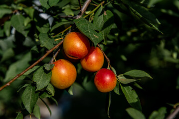 Ripe plums growing on tree branch in summer. Ripe greengage plums on tree branch in summer