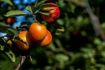 Ripe plums growing on tree branch in summer. Ripe greengage plums on tree branch in summer