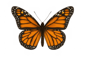 Monarch butterfly with open wings on transparent background
