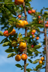 Ripe plums growing on tree branch in summer. Ripe greengage plums on tree branch in summer