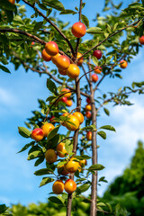 Ripe plums growing on tree branch in summer. Ripe greengage plums on tree branch in summer