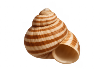 Spiral patterned seashell showing natural design and form