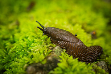 snail on moss