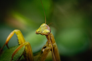 praying mantis on green background
