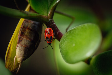 bug on leaf with mantis in background
