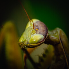 green grasshopper on a branch