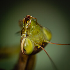 macro of green praying mantis head
