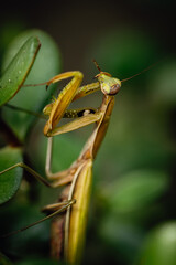 praying mantis on a leaf