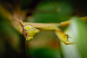 praying mantis on a leaf