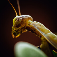 green praying mantis close-up