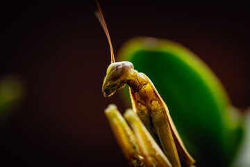 green praying mantis