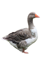 A PNG of a Toulouse Goose Pack: Five isolated birds in various dynamic poses, perfect for animation, education, farm, and rural design projects.