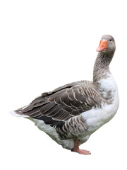 A PNG of a Toulouse Goose Pack: Five isolated birds in various dynamic poses, perfect for animation, education, farm, and rural design projects.