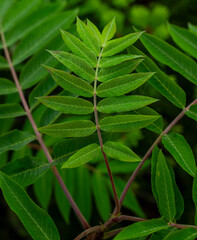 Bright Green Sumac Leaves In Forest
