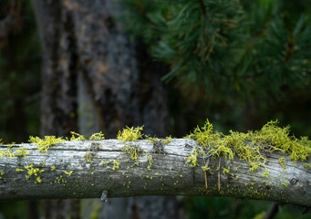 Bright Green Moss Rests On Grayed Falled Tree Trunk