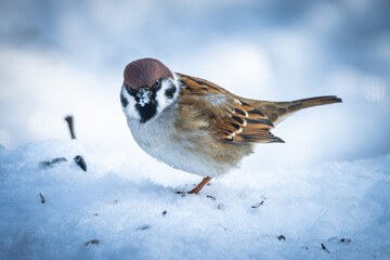 sparrow on snow
