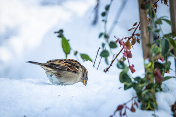 sparrow in the snow
