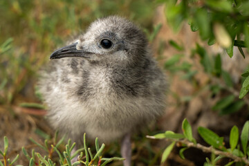 baby chick in grass