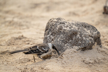 bird in the sand