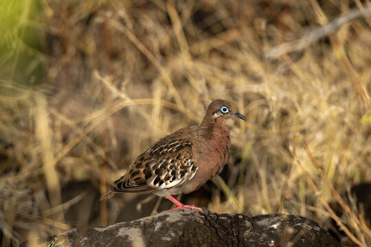 Galapagos dove