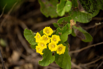 yellow flowers on a green background