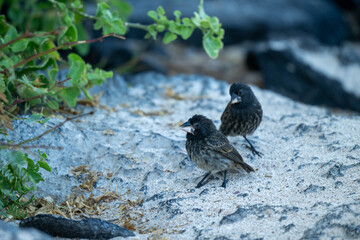 Darwin finch 