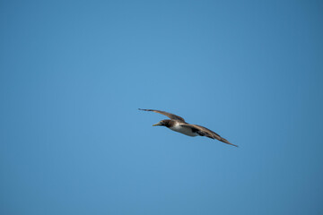 Obraz premium bird in flight
