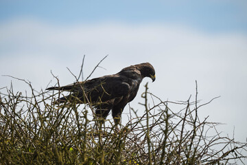 Galapagos hawk 
