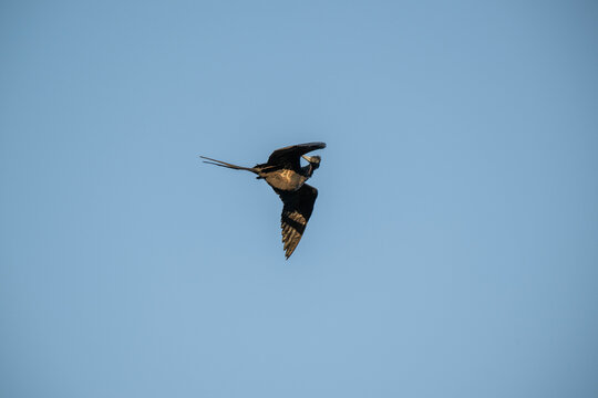 bird in flight