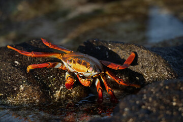 red crab on a rock