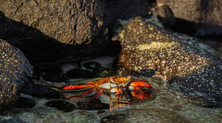 crab on the beach