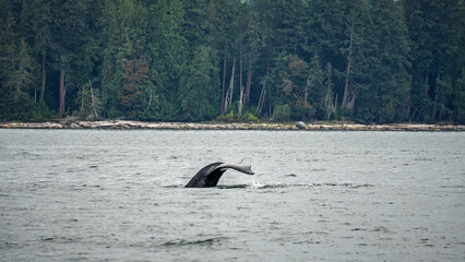 Fototapeta premium Humpback Whale