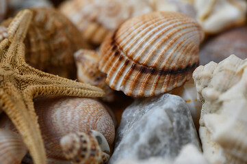 Natural marine background with stones, shells and starfish