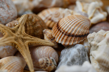 Seashells and starfish on sand background