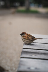sparrow in a park