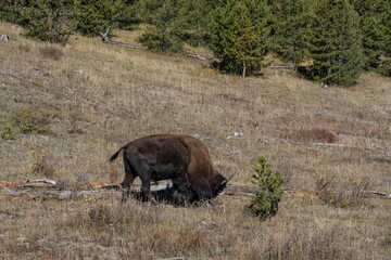 The American bison ( Bison bison ), American buffalo, or simply buffalo. Fairy Falls Trailhead, Yellowstone National Park, Wyoming. 