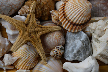 Close-up of seashells and starfish on sand