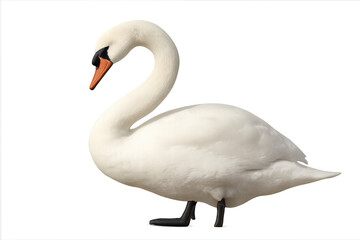 Obraz premium White swan standing gracefully with transparent background