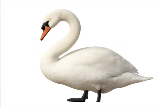 White swan standing gracefully with transparent background