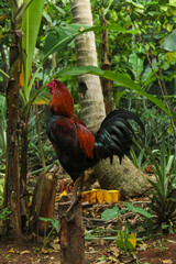 a rooster with beautiful red and black feathers is crowing on a tree stump in the middle of a tropical garden