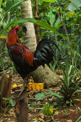 a rooster with beautiful red and black feathers is crowing on a tree stump in the middle of a tropical garden