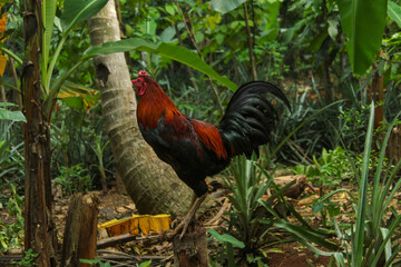 a rooster with beautiful red and black feathers is crowing on a tree stump in the middle of a tropical garden