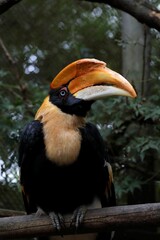 止まり木の上のオオサイチョウ