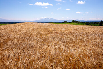 Mount Shari towers over the golden wheat fields